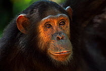 Eastern chimpanzee (Pan troglodytes schweinfurtheii) adolescent female Golden' aged 13 years  head portrait. Gombe National Park, Tanzania.