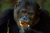 Eastern chimpanzee (Pan troglodytes schweinfurtheii) alpha male 'Ferdinand' aged 19 years feeding on seed pods - head portrait. Gombe National Park, Tanzania.