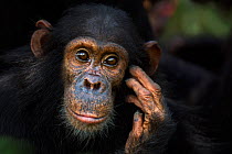 Eastern chimpanzee (Pan troglodytes schweinfurtheii) juvenile female orphan 'Mambo' aged 7 years portrait. Gombe National Park, Tanzania.