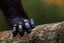Eastern chimpanzee (Pan troglodytes schweinfurtheii) male 'Frodo' aged 35 years close-up of hand. Gombe National Park, Tanzania.