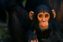 Eastern chimpanzee (Pan troglodytes schweinfurtheii) infant male 'Google' aged 2 years portrait. Gombe National Park, Tanzania.
