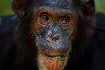 Eastern chimpanzee (Pan troglodytes schweinfurtheii) male 'Freud' aged 40 years feeding on fruit, head portrait. Gombe National Park, Tanzania.
