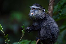 Stulmann's blue monkey (Cercopithecus mitis stuhlmanni) baby aged 9-12 months sitting on a branch sticking out it's tongue. Kakamega Forest South, Western Province, Kenya.