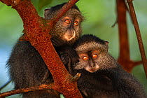 Stulmann's blue monkey (Cercopithecus mitis stuhlmanni) babies aged 9-12 months huddle together in a tree. Kakamega Forest South, Western Province, Kenya.