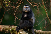 Stulmann's blue monkey (Cercopithecus mitis stuhlmanni) female 'Quanta' sitting on the branch of a tree. Kakamega Forest South, Western Province, Kenya.