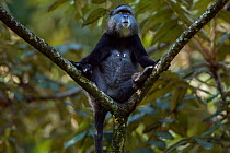 Stulmann's blue monkey (Cercopithecus mitis stuhlmanni) female sitting in a tree. Kakamega Forest South, Western Province, Kenya.