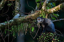 Stulmann's blue monkey (Cercopithecus mitis stuhlmanni) juvenile feeding on fig fruits from a ficus tree. Kakamega Forest South, Western Province, Kenya.