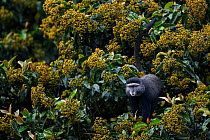 Stulmann's blue monkey (Cercopithecus mitis stuhlmanni) male 'Bagi' standing amongst the berries of the Harungana Madagascariensis tree (Cercopithecus mitis stuhlmanni)  Kakamega Forest South, Western...