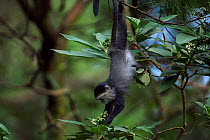 Stulmann's blue monkey (Cercopithecus mitis stuhlmanni) baby aged 9-12 months hanging down to reach leaves to feed on. Kakamega Forest South, Western Province, Kenya.