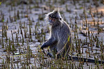 Silvered / silver-leaf langur (Trachypithecus cristatus) sitting in mangrove swamp revealed at low tide. Bako National Park, Sarawak, Borneo, Malaysia.
