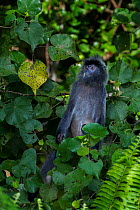 Silvered / silver-leaf langur (Trachypithecus cristatus) sitting in vegetation watching intently at others fighting. Bako National Park, Sarawak, Borneo, Malaysia.