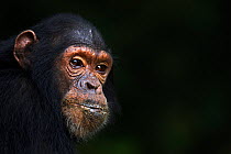 Eastern chimpanzee (Pan troglodytes schweinfurtheii) juvenile male 'Tom' aged 10 years head portrait. Gombe National Park, Tanzania.