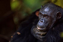 Eastern chimpanzee (Pan troglodytes schweinfurtheii) 'female 'Fanni' aged 30 years resting - portrait. Gombe National Park, Tanzania.