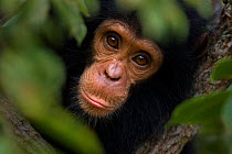 Eastern chimpanzee (Pan troglodytes schweinfurtheii) male baby 'Gizmo' aged 1-2 years peering through leaves - portrait. Gombe National Park, Tanzania.