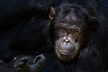 Eastern chimpanzee (Pan troglodytes schweinfurtheii) male 'Titan 'aged 17 years portrait. Gombe National Park, Tanzania.