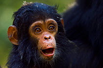 Eastern chimpanzee (Pan troglodytes schweinfurtheii) infant male 'Fifty' aged 9 months - portrait. Gombe National Park, Tanzania.