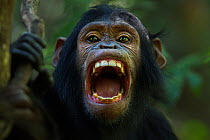 Eastern chimpanzee (Pan troglodytes schweinfurtheii) juvenile female 'Familia' aged 7 years yawning - portrait. Gombe National Park, Tanzania.