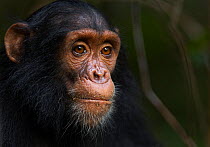 Eastern chimpanzee (Pan troglodytes schweinfurtheii) juvenile male 'Siri' aged 4 years portrit. Gombe National Park, Tanzania.