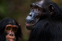 Eastern chimpanzee (Pan troglodytes schweinfurtheii) female 'Sandi' aged 37 years and her juvenile son 'Siri' aged 4 years - portrait. Gombe National Park, Tanzania.