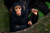 Eastern chimpanzee (Pan troglodytes schweinfurtheii) infant male 'Gizmo' aged 1-2 years sitting portrait. Gombe National Park, Tanzania.