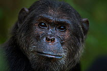Eastern chimpanzee (Pan troglodytes schweinfurtheii) alpha male 'Ferdinand' aged 19 years - head portrait. Gombe National Park, Tanzania.