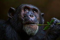 Eastern chimpanzee (Pan troglodytes schweinfurtheii) male 'Freud' aged 40 years feeding on a vine. Gombe National Park, Tanzania.