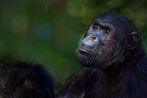 Eastern chimpanzee (Pan troglodytes schweinfurtheii) alpha male 'Ferdinand' aged 19 years being groomed by male 'Titan' aged 17 years. Gombe National Park, Tanzania.