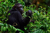 Eastern chimpanzee (Pan troglodytes schweinfurtheii) adolescent female 'Glitter' aged 13 years one of twins feeding on plant stems. Gombe National Park, Tanzania.