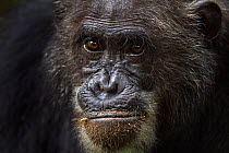Eastern chimpanzee (Pan troglodytes schweinfurtheii) male 'Frodo' aged 35 years head portrait. Gombe National Park, Tanzania.