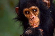 Eastern chimpanzee (Pan troglodytes schweinfurtheii) male baby 'Gizmo' aged 1-2 years portrait. Gombe National Park, Tanzania.