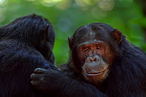 Eastern chimpanzee (Pan troglodytes schweinfurtheii) male 'Titan' aged 17 years grooming alpha male 'Ferdinand' aged 19 years - portrait. Gombe National Park, Tanzania.