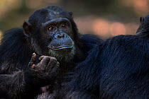 Eastern chimpanzee (Pan troglodytes schweinfurtheii) male 'Titan' aged 17 years grooming alpha male 'Ferdinand' aged 19 years - portrait. Gombe National Park, Tanzania.