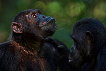 Eastern chimpanzee (Pan troglodytes schweinfurtheii) male 'Titan' aged 17 years being groomed by alpha male 'Ferdinand' aged 19 years. Gombe National Park, Tanzania.