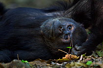 Eastern chimpanzee (Pan troglodytes schweinfurtheii) alpha male 'Ferdinand' aged 19 years resting. Gombe National Park, Tanzania.