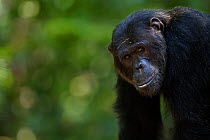 Eastern chimpanzee (Pan troglodytes schweinfurtheii) alpha male 'Ferdinand' aged 19 years head and shoulders standing portrait. Gombe National Park, Tanzania.