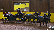 Marbach staff in traditional uniform driving four Wurttemberg stallions during the stud's 500th anniversary celebrations. Marbach National Stud, Swabian Alps, near Reutlingen, in Baden-Wurttemberg, Ge...