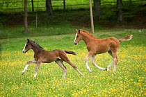 Two newborn warmblood Wurttemberger or Wurttemberg colts running in field. Marbach National Stud, Swabian Alps, near Reutlingen, in Baden-Wurttemberg, Germany, May.