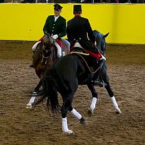 Marbach riders in traditional uniform perform during the stud's 500th anniversary celebrations, Marbach National Stud, Swabian Alps, near Reutlingen, in Baden-Wurttemberg, Germany. May 2014.
