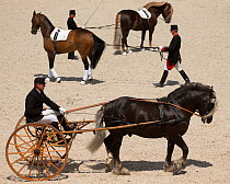 Marbach staff in traditional uniform drive a Black Forest stallion and a Norman Cob stallion during the stud's 500th anniversary celebrations. Marbach National Stud, Swabian Alps, near Reutlingen, in...