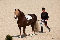 A member of Marbach staff in traditional uniform driving a Black Forest stallion during the stud's 500th anniversary celebrations. Marbach National Stud, Swabian Alps, near Reutlingen, in Baden-Wurtte...