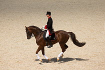 A Marbach rider in traditional uniform riding a Wurttemberg stallion during the stud's 500th anniversary celebrations. Marbach National Stud, Swabian Alps, near Reutlingen, in Baden-Wurttemberg, Germa...