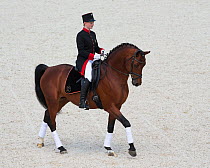 A member of Marbach's Quadrille team in traditional uniform, mounted on a Wurttemberg horse during the stud's 500th anniversary celebrations. Marbach National Stud, Swabian Alps, near Reutlingen, in B...