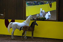 Pure Arab mares and foals run in the arena during the stud's 500th anniversary celebrations. Marbach National Stud, Swabian Alps, near Reutlingen, in Baden-Wurttemberg, Germany. May 2014.
