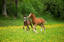 Two newborn warmblood Wurttemberger or Wurttemberg colts playing at Marbach National Stud, Swabian Alps, near Reutlingen, in Baden-Wurttemberg, Germany, May.