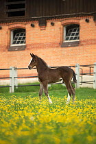 A newborn warmblood Wurttemberger or Wurttemberg colt standing in front of the historical stables at Marbach National Stud, Swabian Alps, near Reutlingen, in Baden-Wurttemberg, Germany, May.