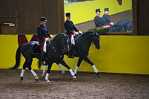 Marbach riders in traditional uniform, riding Wurttemberg stallions during the stud's 500th anniversary celebrations. Marbach National Stud, Swabian Alps, near Reutlingen, in Baden-Wurttemberg, German...