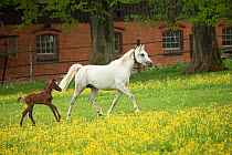 A pure Arab mare and her foal trotting. Marbach National Stud, Swabian Alps, near Reutlingen, in Baden-Wurttemberg, Germany, May.