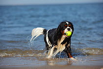 Cavalier King Charles Spaniel tricolour male, age 3, retrieving ball from sea, Texel, Netherlands.