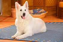 White Swiss Shepherd Dog, bitch, age 10 years resting on rug.