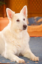 White Swiss Shepherd Dog, bitch, age 10 years resting on rug.